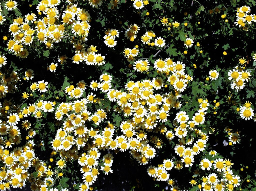 散歩で出会った草花