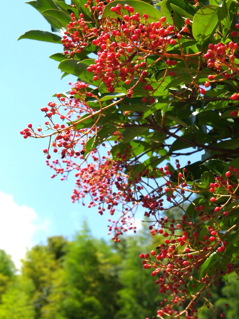 夏の花景色