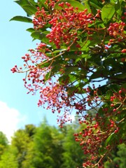 夏の花景色