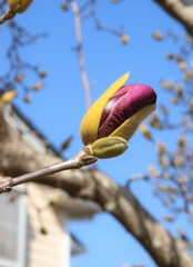 間もなく開花^^