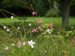 夏の花景色