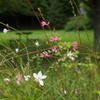 夏の花景色