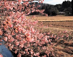 里山の寒桜