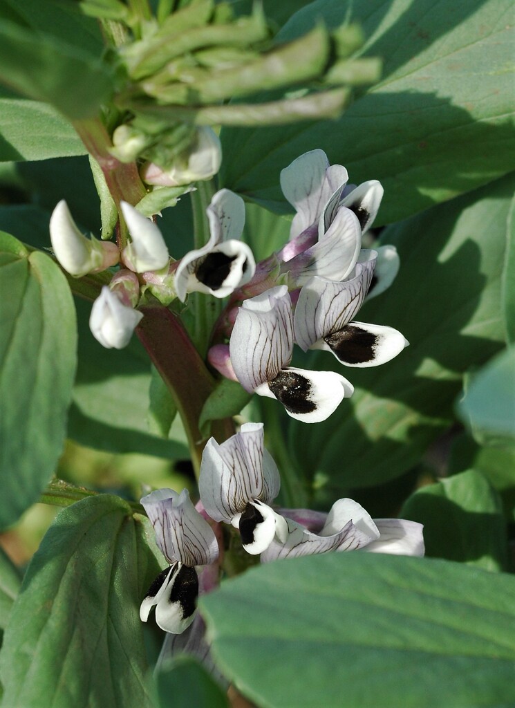 そら豆の花