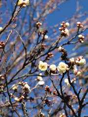 春の香り　白梅