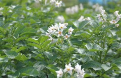 じゃがいもの花　