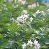 じゃがいもの花　