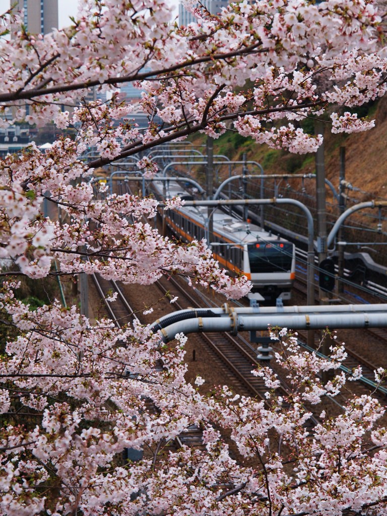 外堀桜景色7