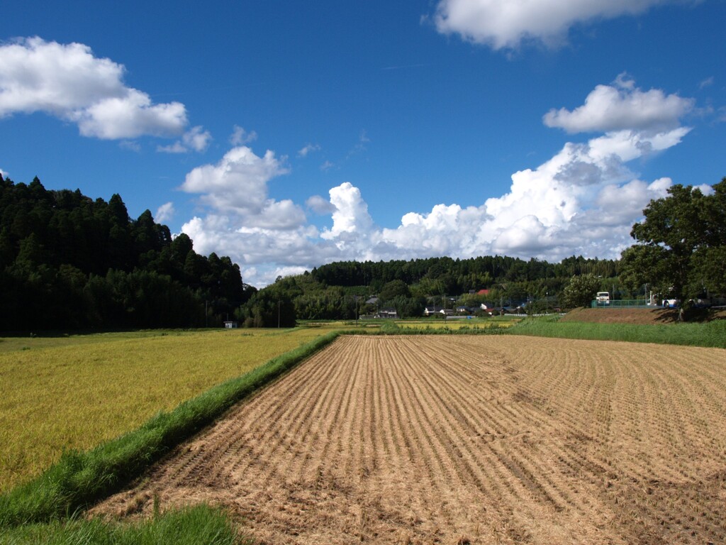 八月の里山