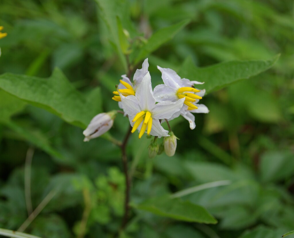 散歩で出会った草花