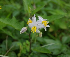 散歩で出会った草花