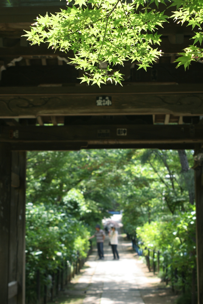水無月　本土寺Ⅲ