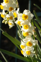 ほんのりと春の香り