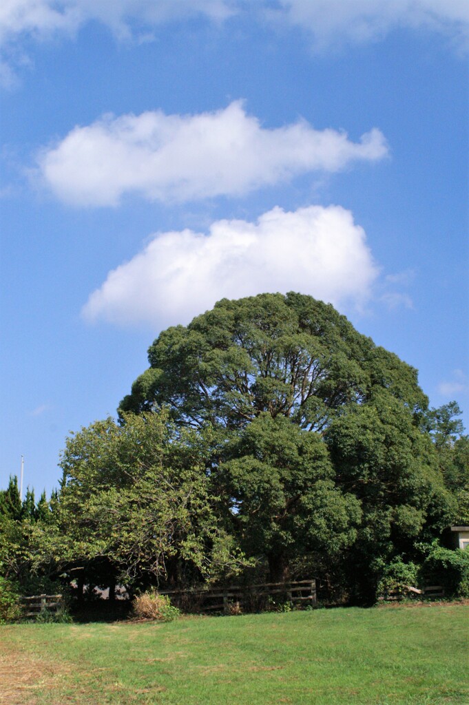 牧場の空