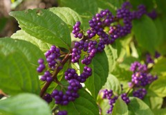 ムラサキシキブ