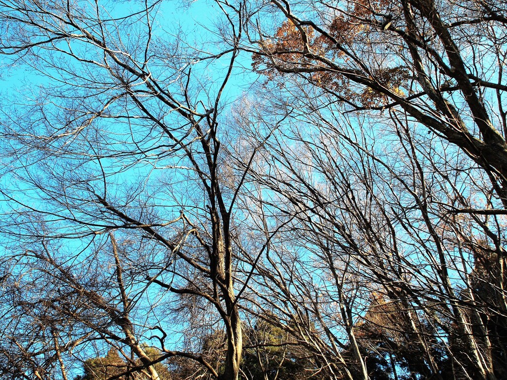野鳥は何処かな…
