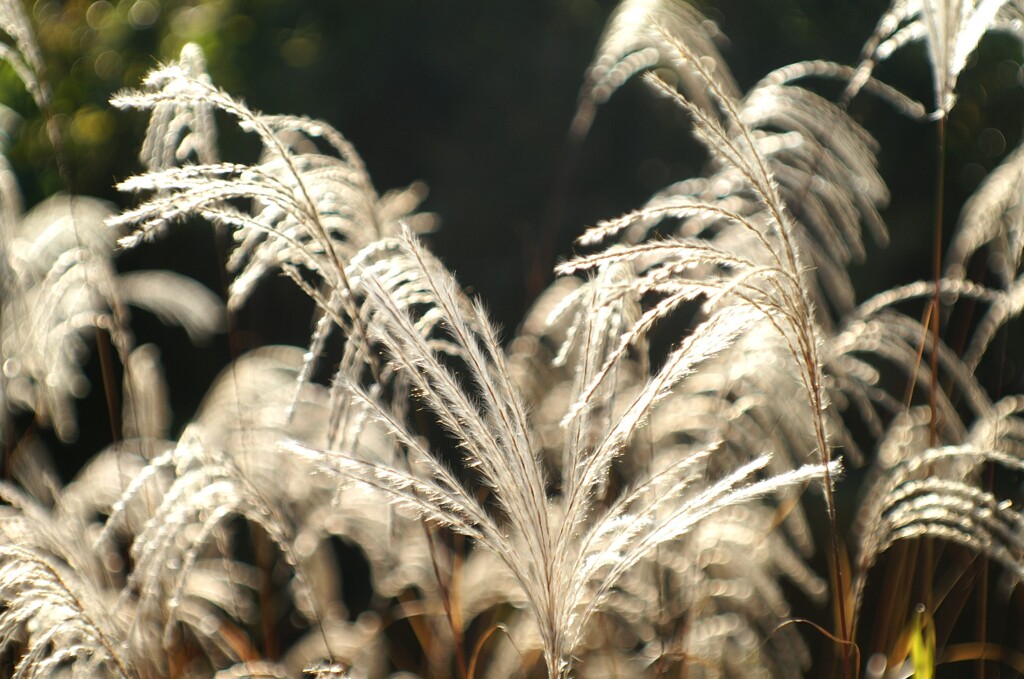 オールドレンズで見つけた秋
