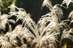 オールドレンズで見つけた秋