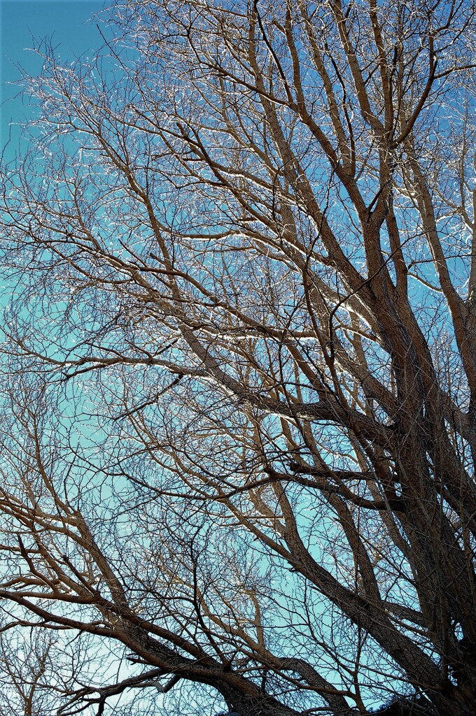 冬枯れの大銀杏