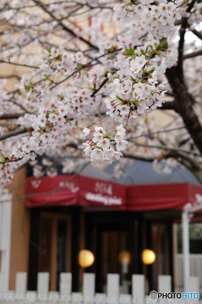 鎌倉山の桜1