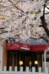 鎌倉山の桜1