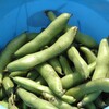 そら豆収穫