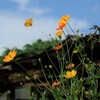 里山に咲く