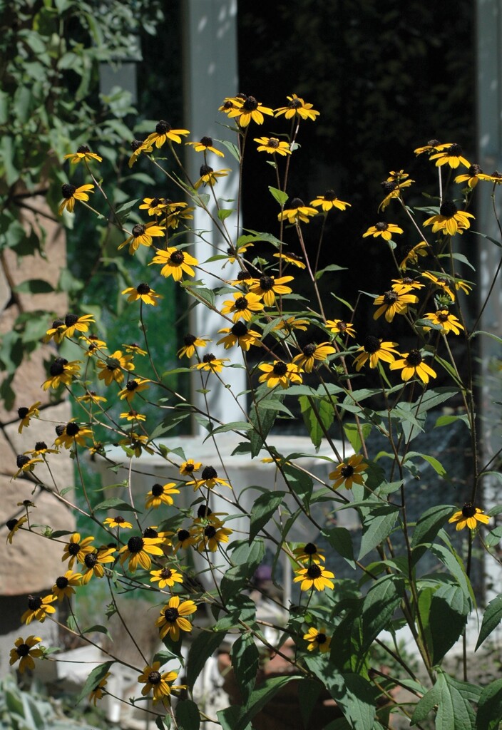 晩夏