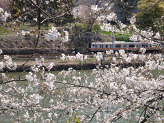 外濠(牛込濠)春景色