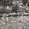 外濠(牛込濠)春景色