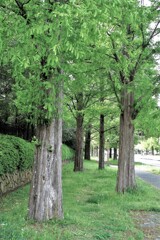 メタセコイアも緑になって