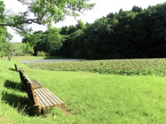 水辺のベンチ