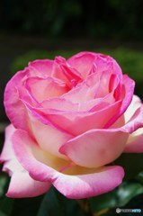 薔薇7