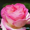 薔薇7