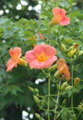 散歩で出会った草花