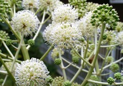 ヤツデの花