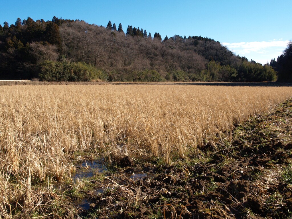 里山冬景色