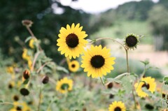 夏の思い出(フィルム)