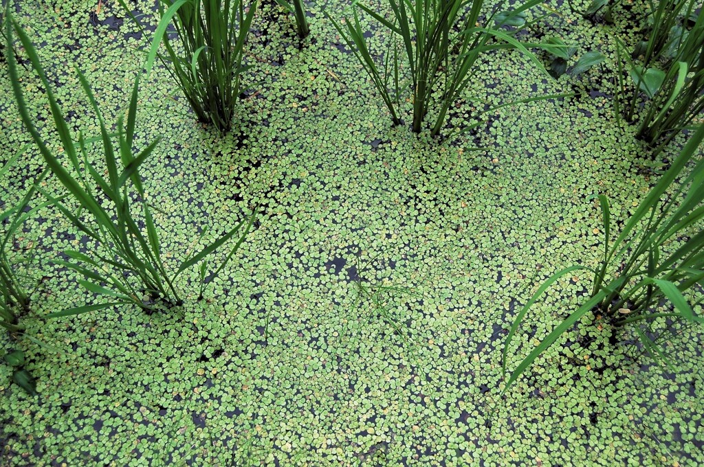里山集落・水草