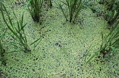 里山集落・水草