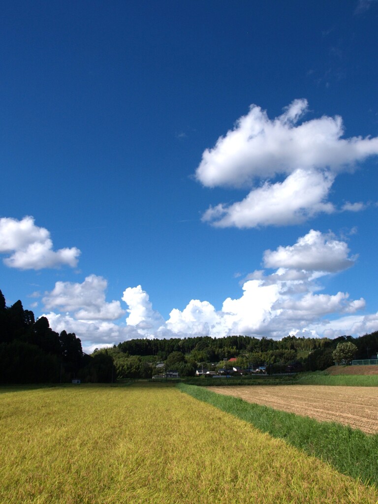 八月の里山