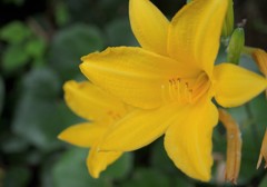 散歩で出会った草花