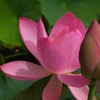 初夏の彩り