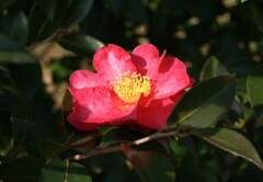 緑道の山茶花