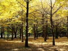代々木公園の秋Ⅱ