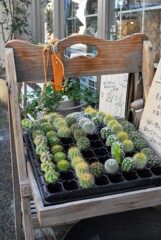 谷中日和・それぞれの店先