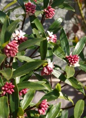 沈丁花