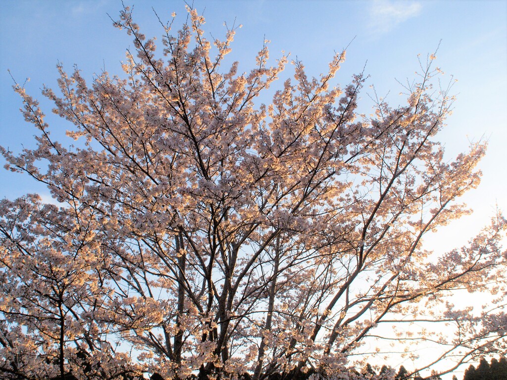 夕日桜