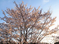 夕日桜