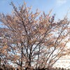 夕日桜